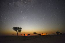 Namibia-Namibia-Damara Elephant Trail to Skeleton Coast